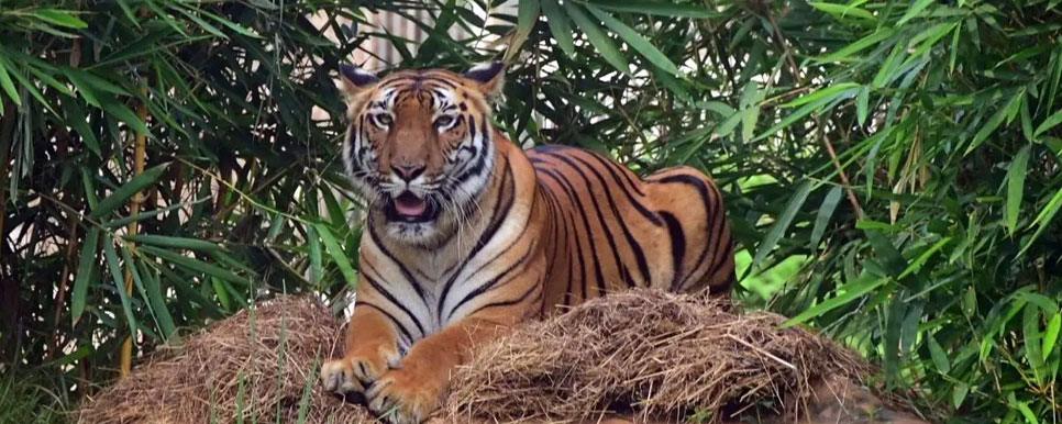 male tiger tipeshwar